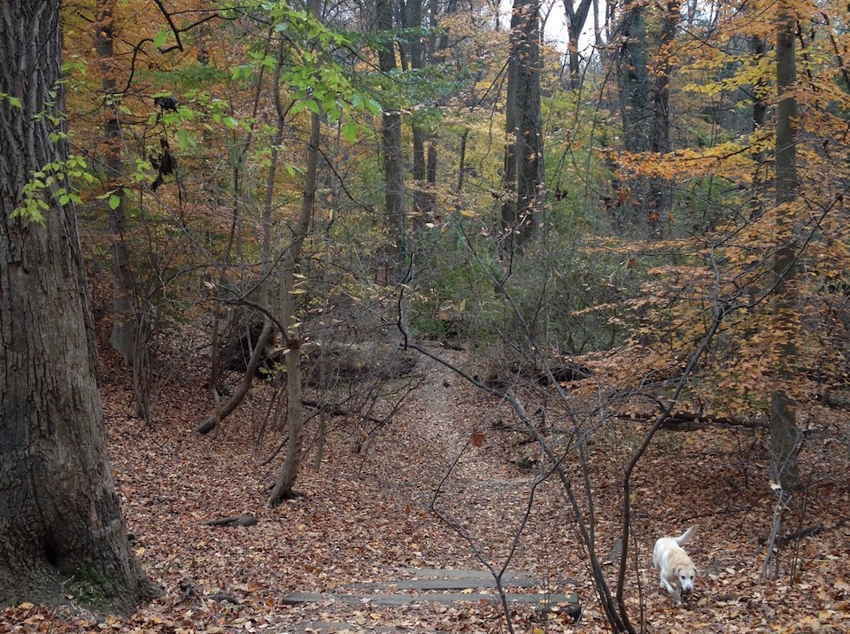 Rock Creek walk