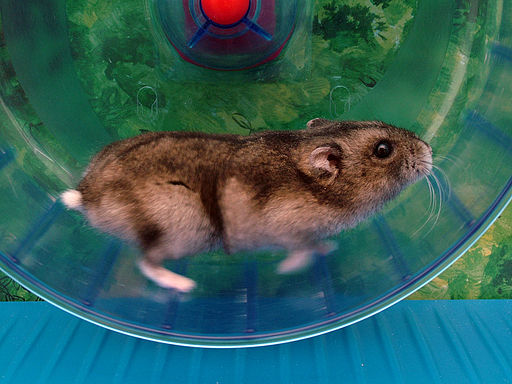 A hamster in a wheel